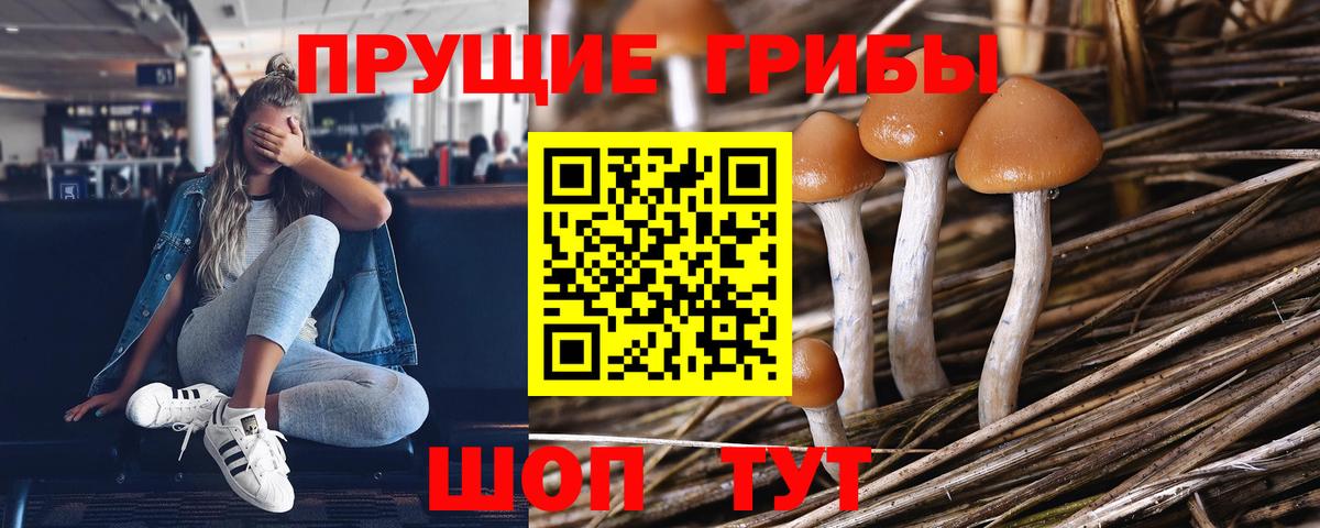 Псилоцибиновые грибы Psilocybine cubensis Оренбург